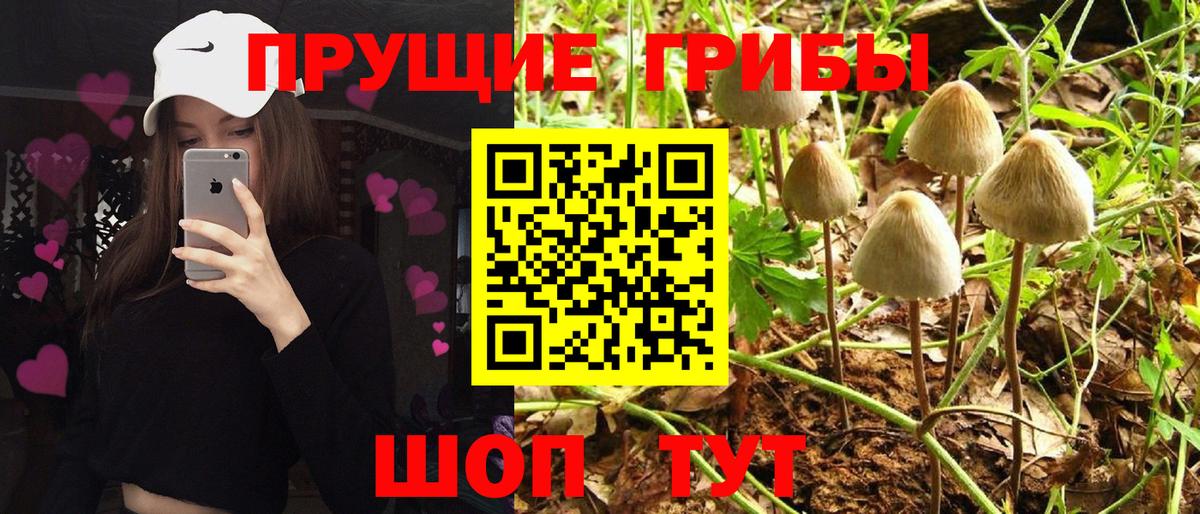 Кандалакша  Псилоцибиновые грибы Psilocybe  Вход с VPN 